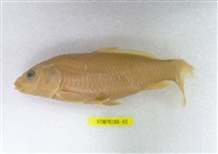 藏品(鯉)的圖片